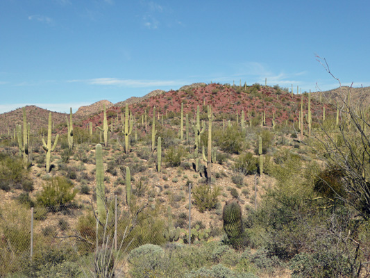 Dsert Museum saguaro view