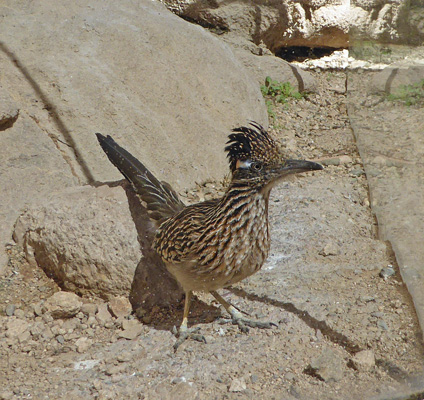 Roadrunner Desert Museum