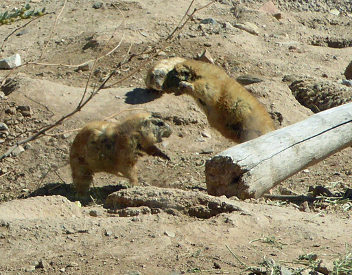 Prairie dogs Desert Museum