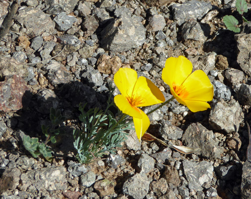 California Poppies (Eschscholzia californica)