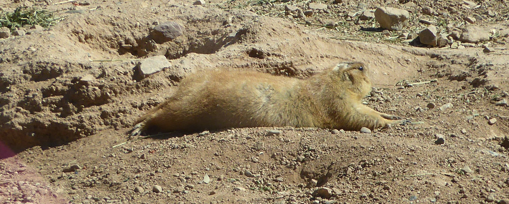 Prairie dogs Desert Museum