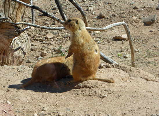 Prairie dog Desert Museum