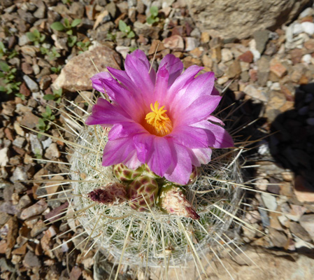 Arizona Fishhook Pincushion Cactus