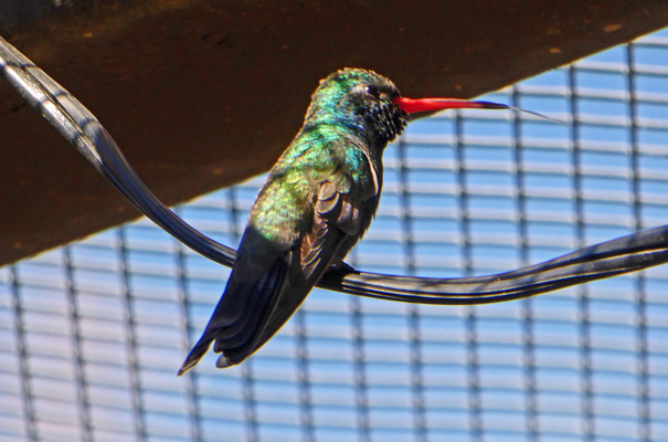 Broad-billed hummingbird