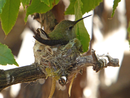 Nesting hummingbird