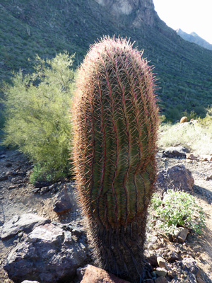 Compass Barrel Cactus