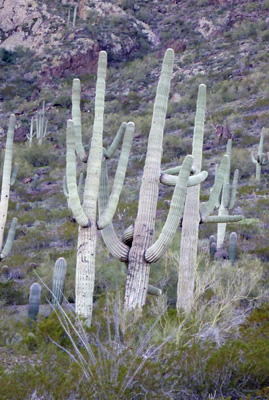 Saguaro cactus Picacho Peak