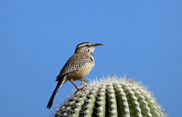 Cactus wren