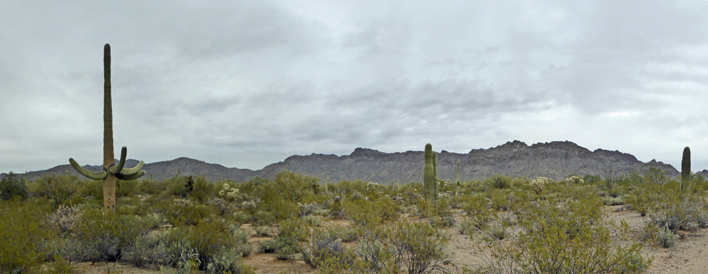 Gilbert Ray campground trail view