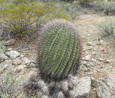 fishhook barrel cactus