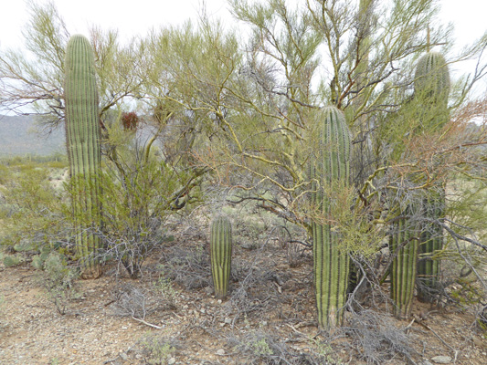 Saguaros and Palo Verdes