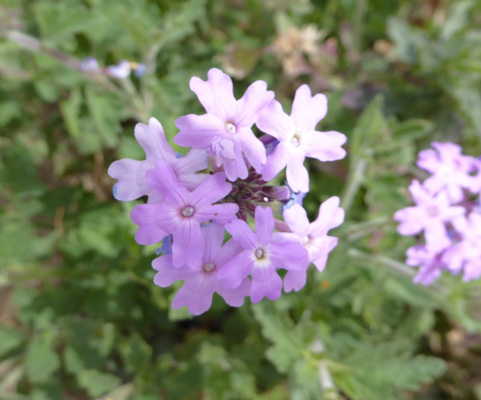 Gooding Verbena (Glandularia gooddingii)