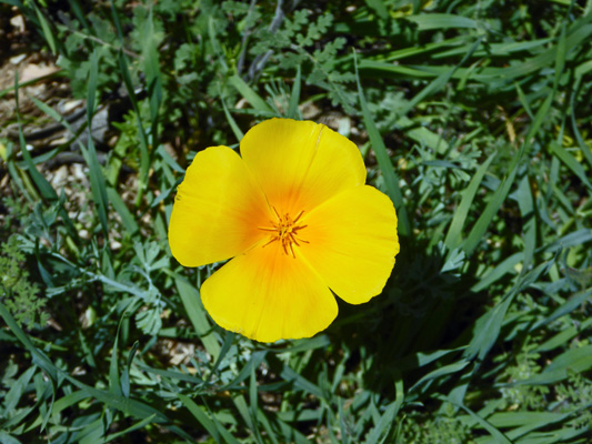 California Poppy (Eschscholzia californica)