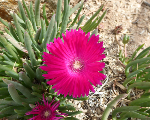 Red Spike Ice Plant.
