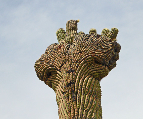 Cresta Saguaro Tohono Chul