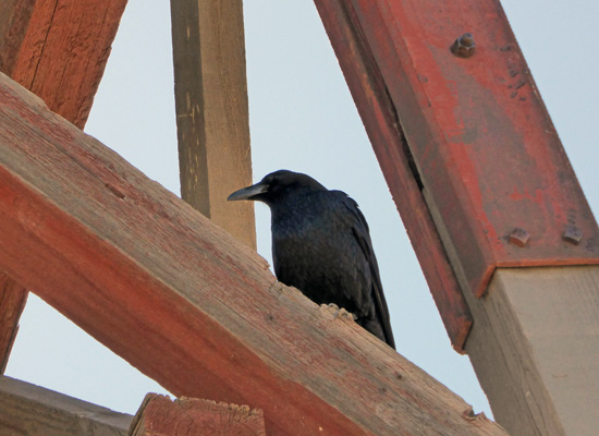 Raven in head frame 
