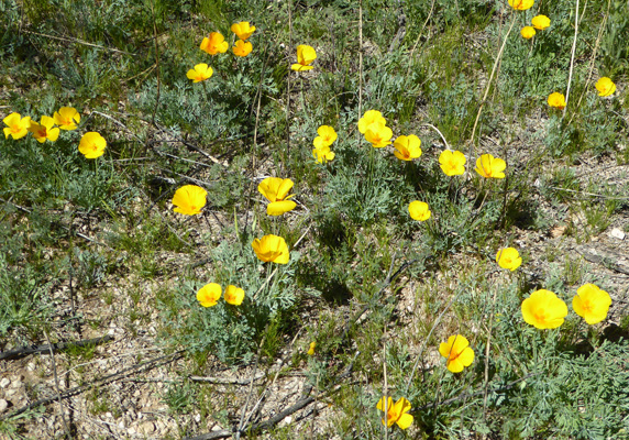 California Poppy (Eschscholzia californica)