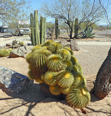 barrel cactus clump