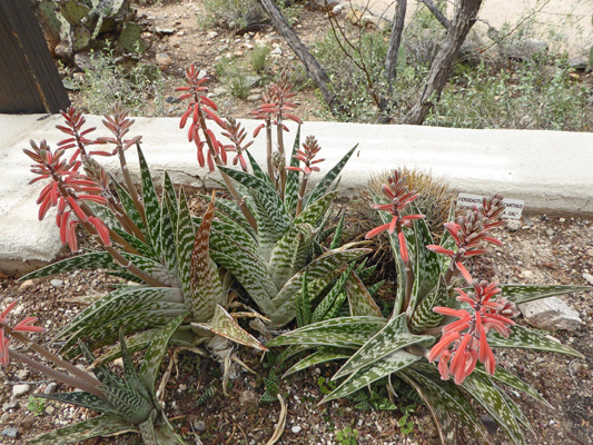 Partridge Breast Aloe (Aloe variegata)