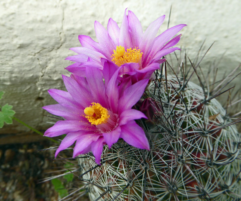 Thelocactus conothelos