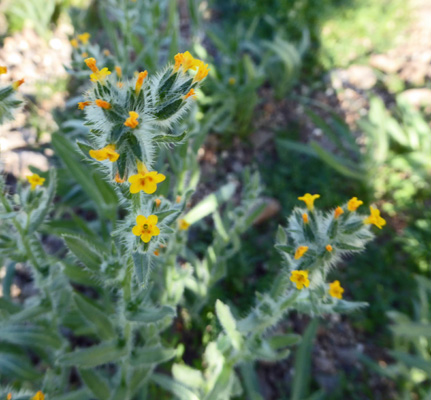 Fiddlenecks (Amsinckia menziesii)