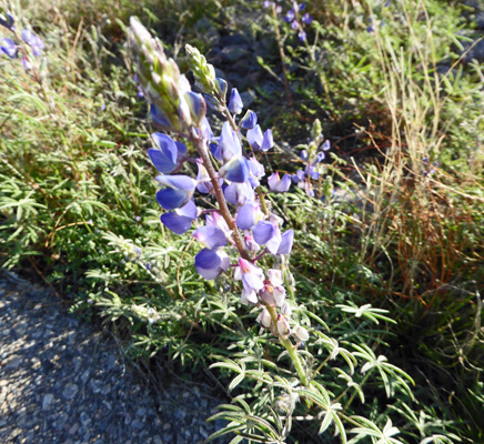 Arroyo Lupine (Lupinus sparsiflorus)