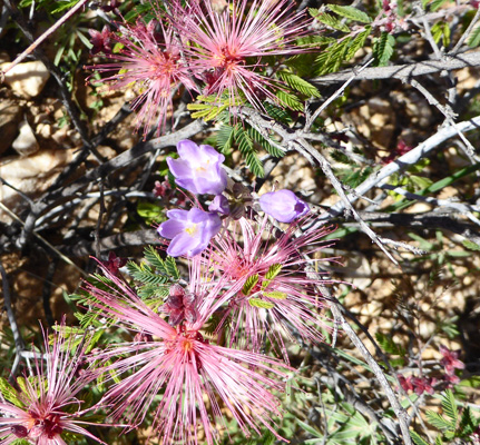 Fairy Duster and Wild Hyacinth