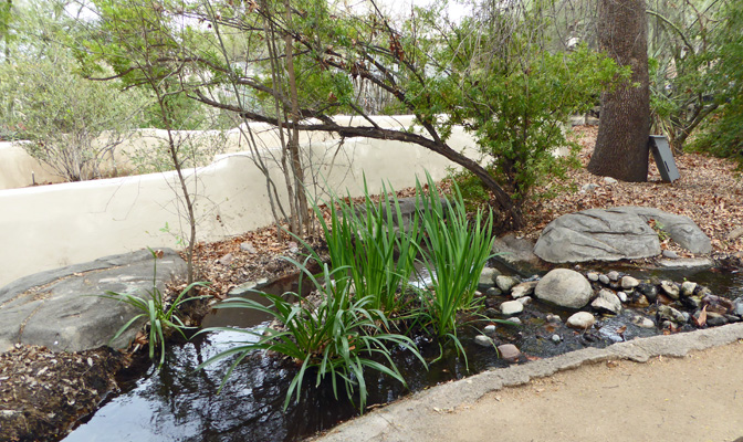 Riparian garden Tohono Chul