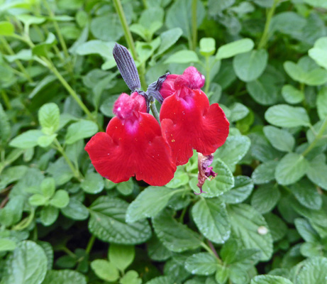 Pretty pink wildflower