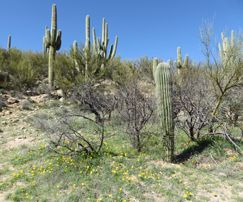 Poppies and saguaros