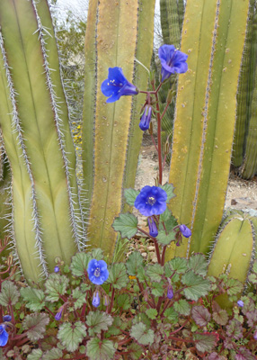 Blue flower Tohono Chul