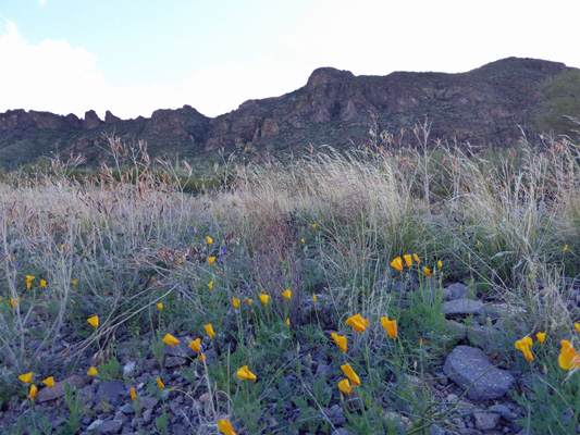 Poppies and mountains