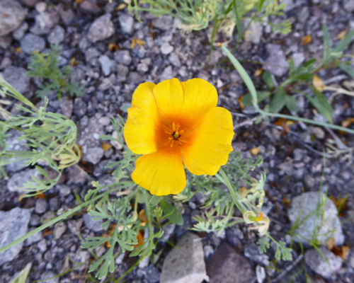 California Poppy (Eschscholzia californica)