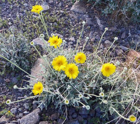 Desert Marigold (Baileya multiradiata)