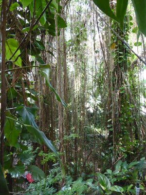 Rain forest Biospehere 2