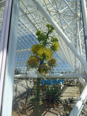 Century plant in bloom Biospehere 2