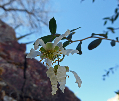 Ragged Rockflower (Crossosoma bigelovii)