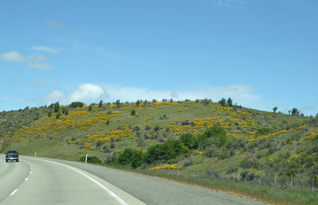 I-90 wildflowers Eastern WA