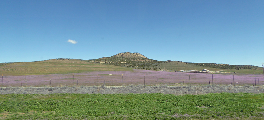 Purple flowers I-84 ID