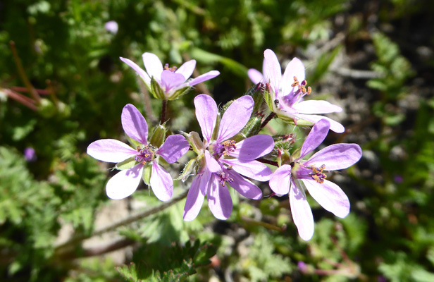 Storksbill (Erodium cicutarium)