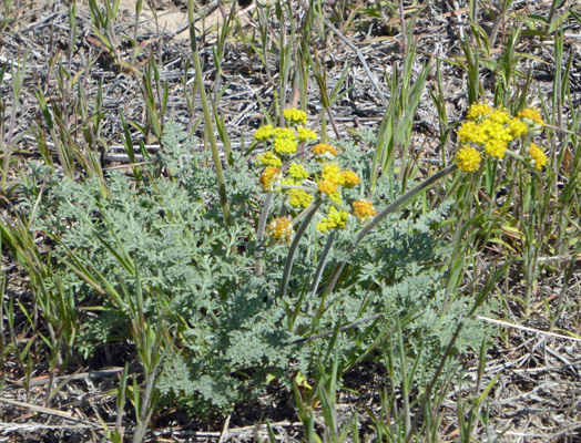 Gray’s Biscuitroot (Lomatium grayi)