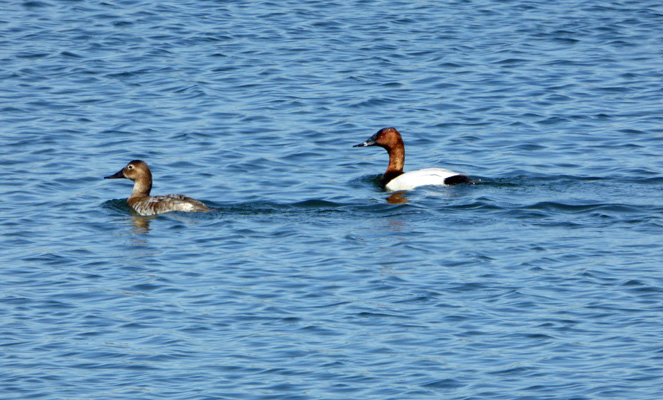 Canvasback ducks Bruneau Dunes SP