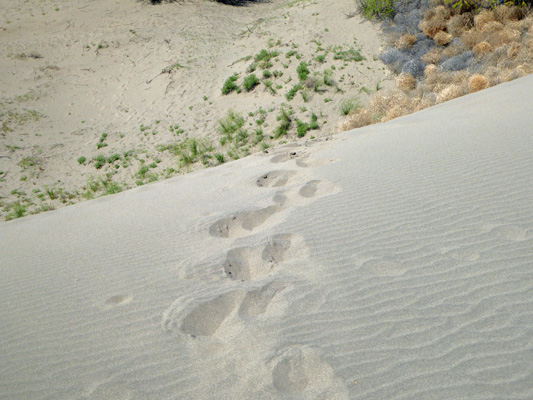 Footprints in sand dune