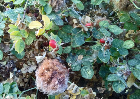 moss galls on roses