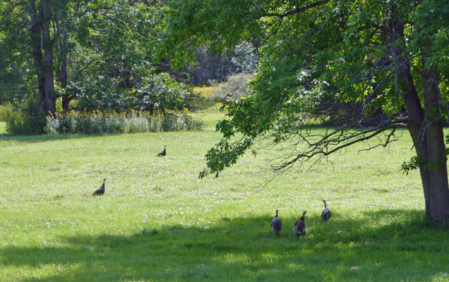 Wild turkeys Robert Moses State Park
