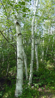 Paperbark birches