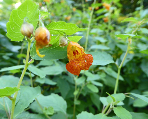 Spotted Touch-me-not (Impatiens capensis)