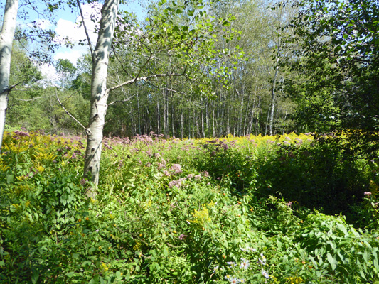 Meadow in bloom Robert Moses SP