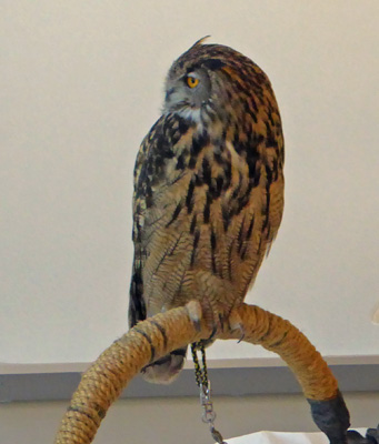 Eurasian Eagle-Owl