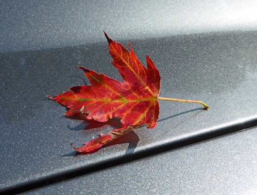 Autumn leaf